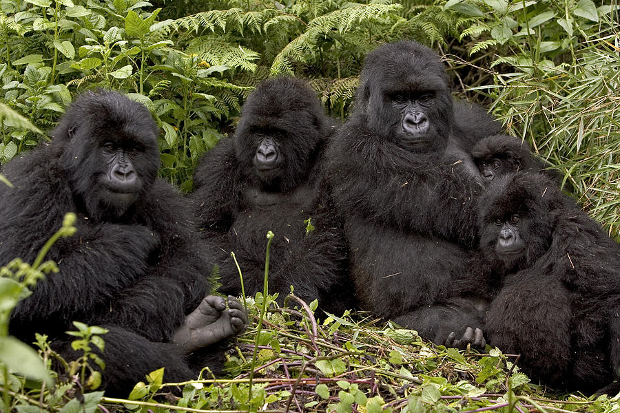 How many gorilla families are in Volcanoes National Park?