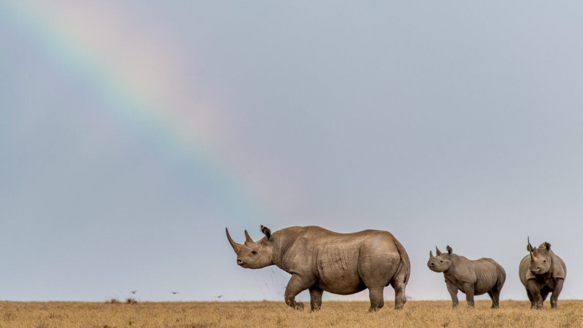 How much does a luxury safari cost in Kenya?