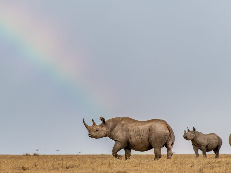 How much does a luxury safari cost in Kenya?