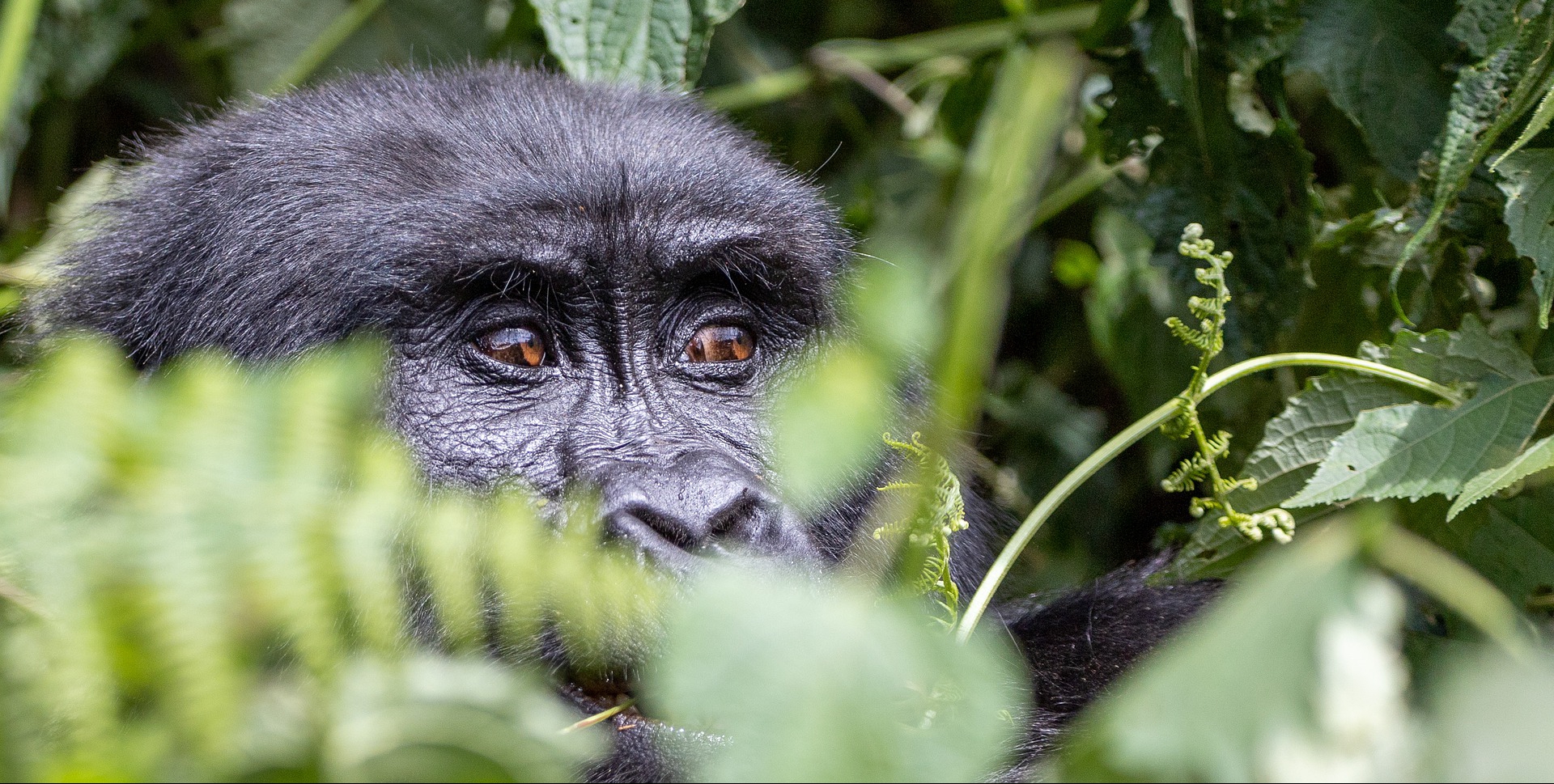 How much does gorilla trekking cost in Rwanda?