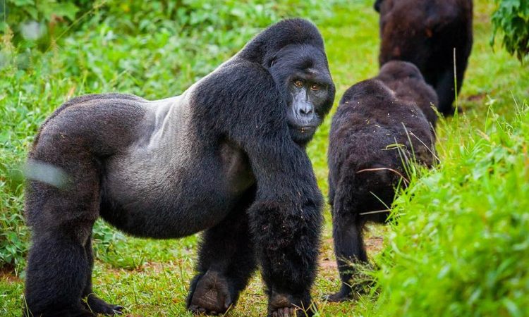 How much does gorilla trekking cost in Rwanda?