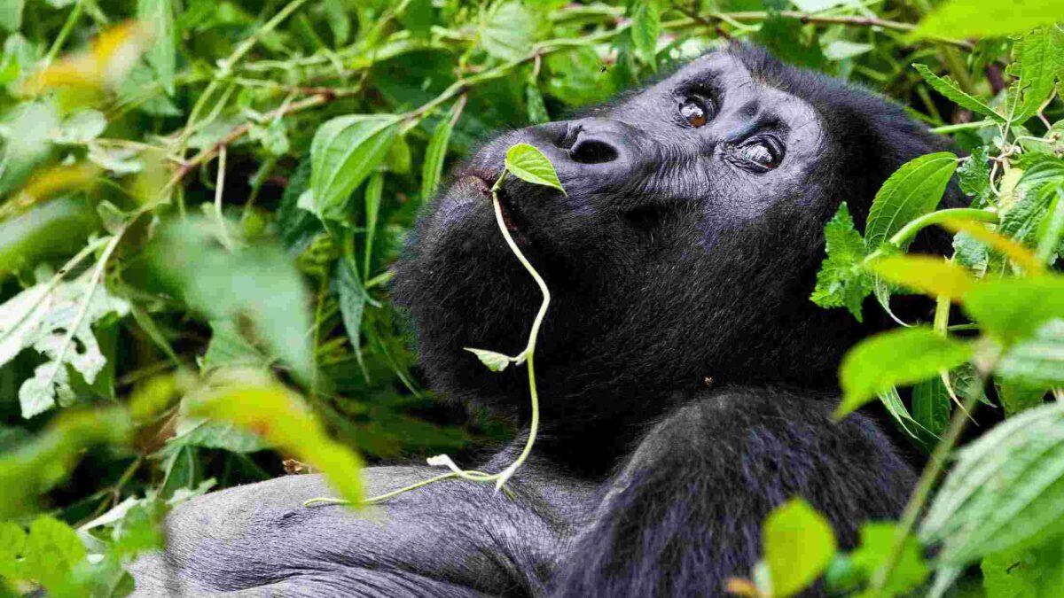 How much should I budget for a 10-day safari in Uganda?