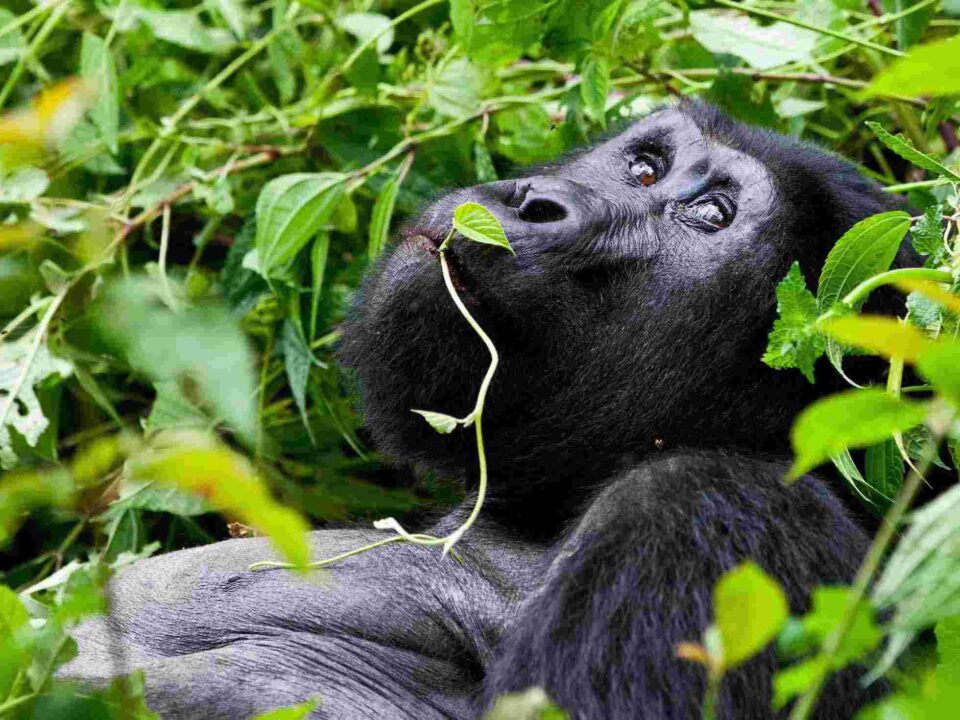 How much should I budget for a 10-day safari in Uganda?