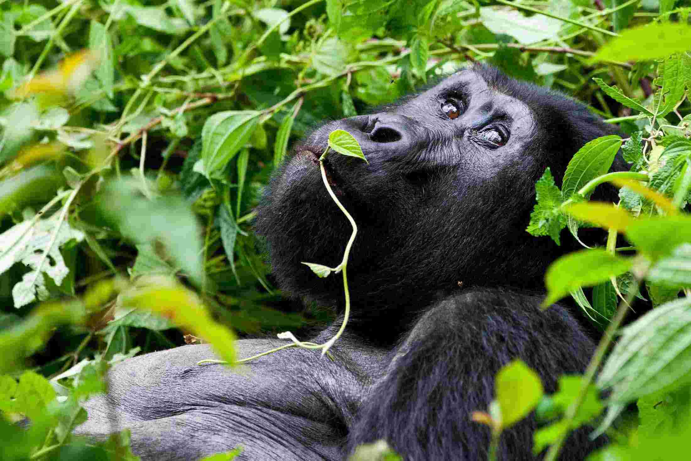 How much should I budget for a 10-day safari in Uganda?
