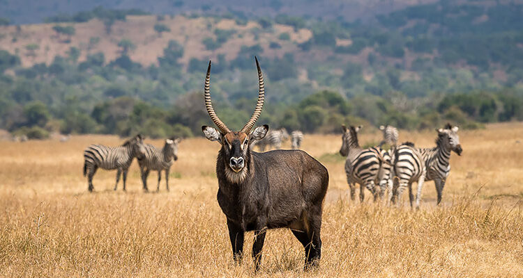 Is Rwanda expensive for tourists?