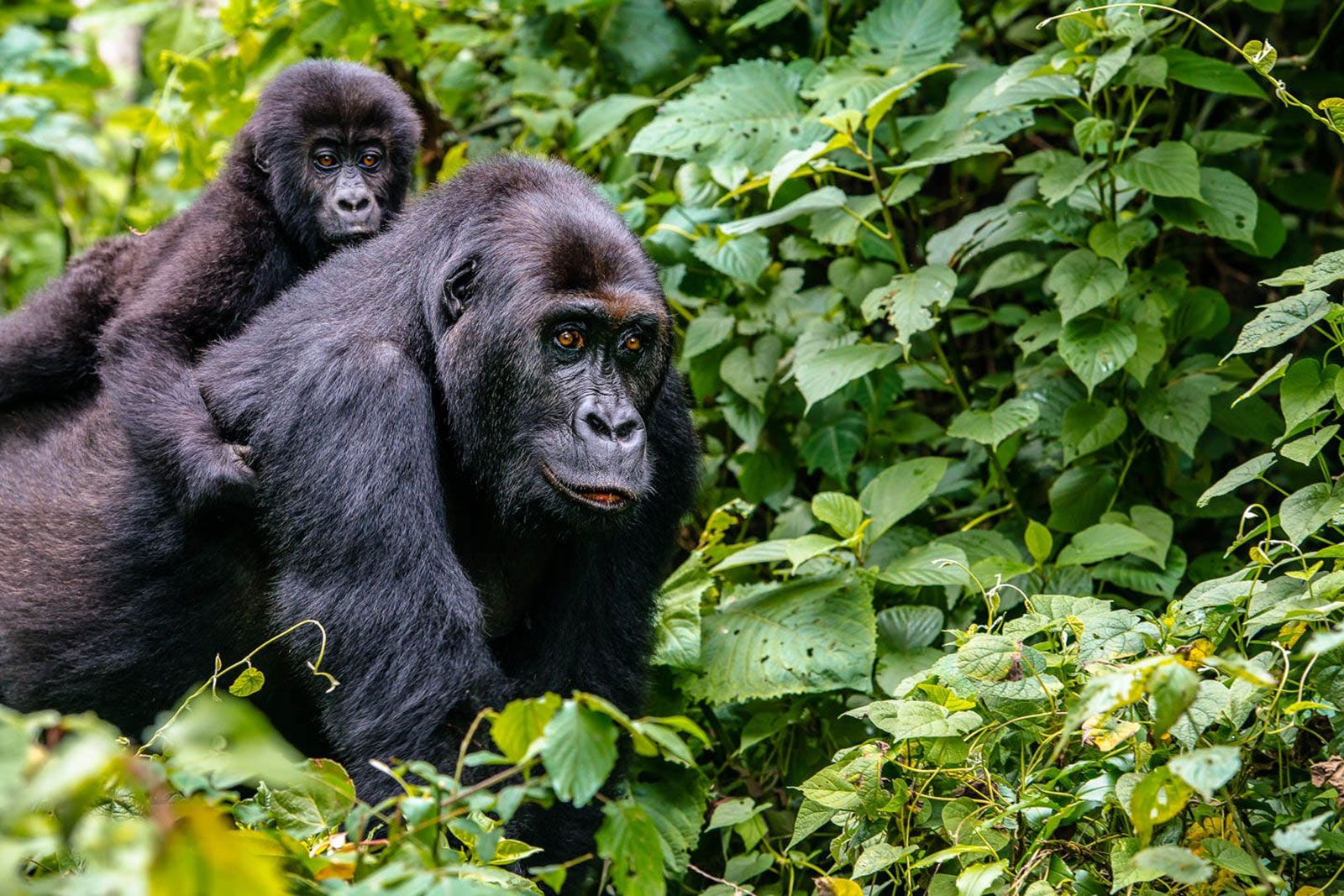 Is Rwanda expensive for tourists?