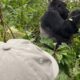 Is gorilla trekking physically demanding?