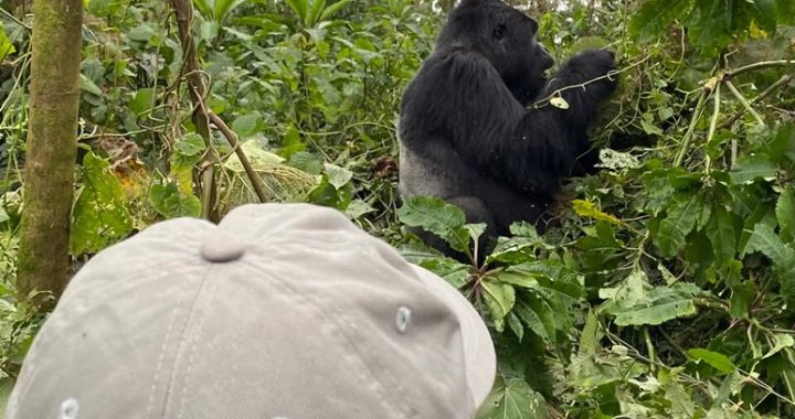 Is gorilla trekking physically demanding?