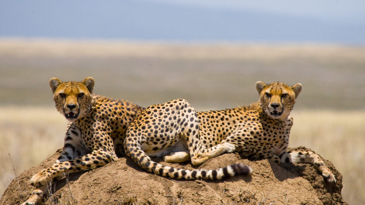 Is it cheaper to start a safari in Kenya or Uganda?