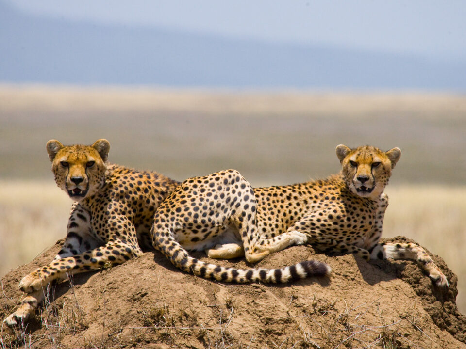 Is it cheaper to start a safari in Kenya or Uganda?