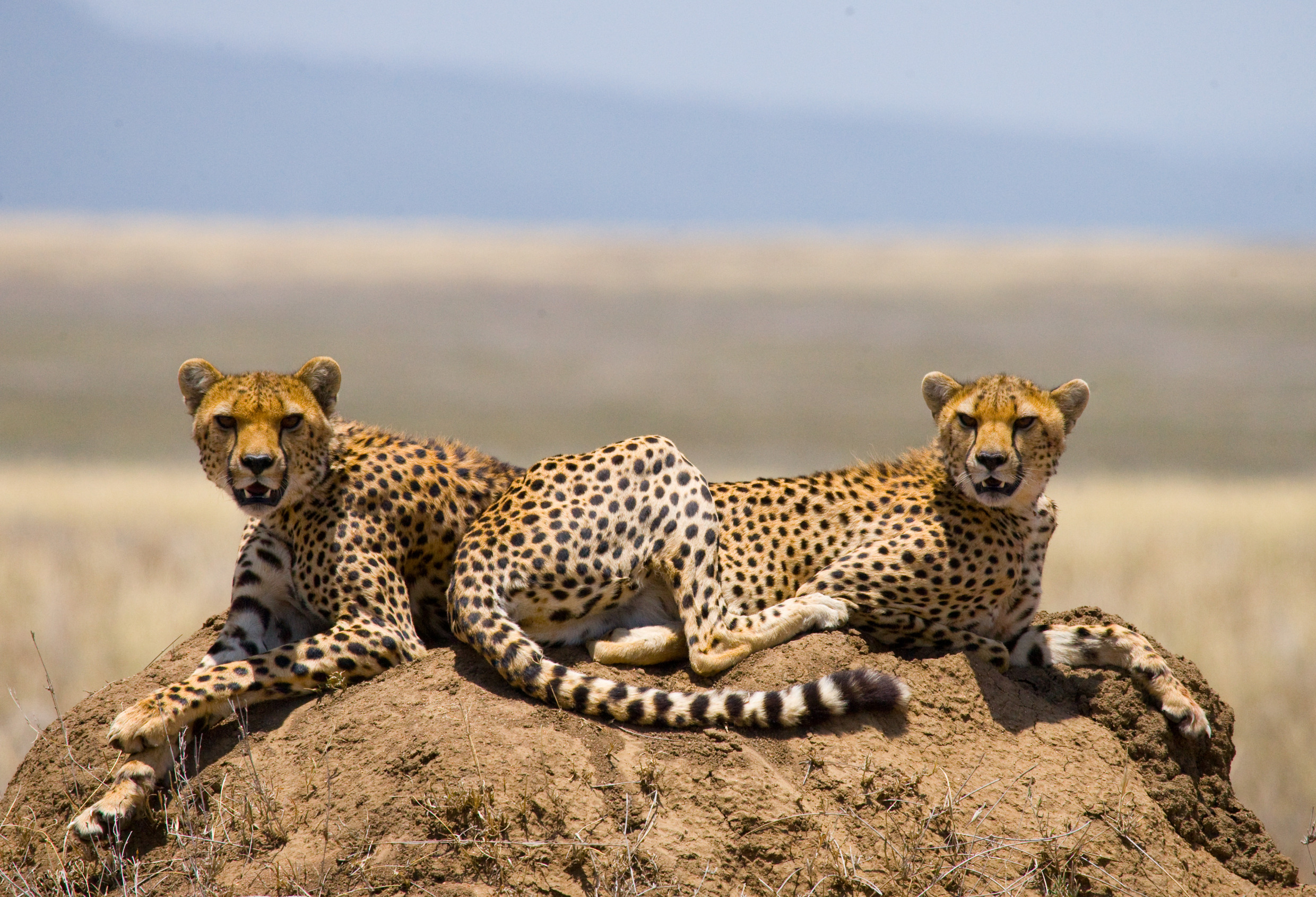Is it cheaper to start a safari in Kenya or Uganda?