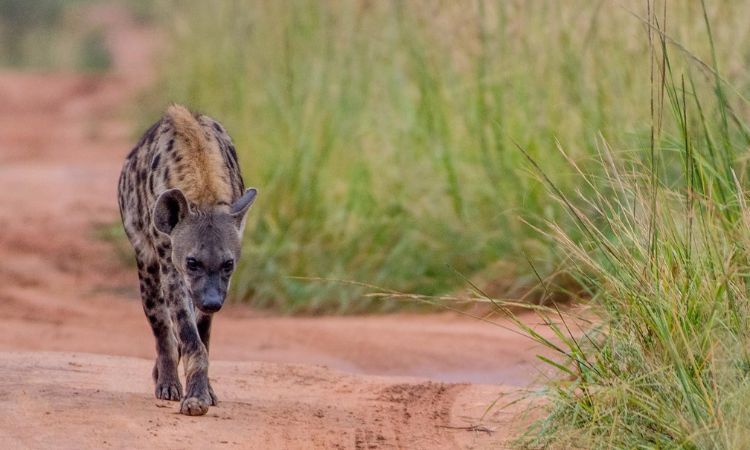 Short Uganda Tours for Busy Travelers