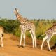 Top Uganda Safari Packages to Book Now