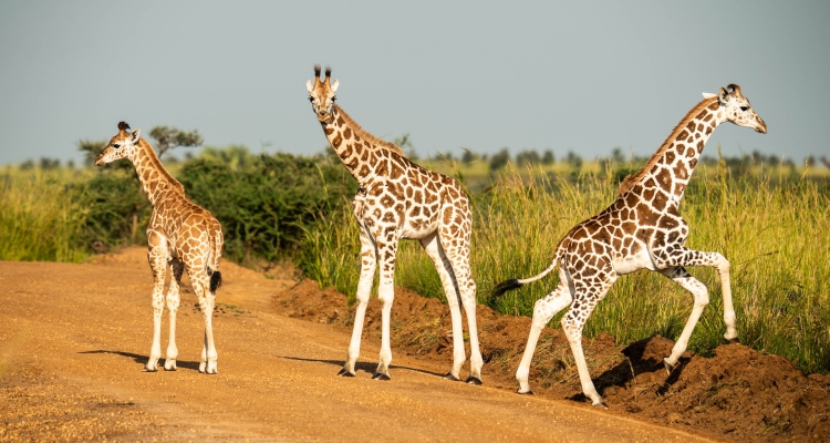 Top Uganda Safari Packages to Book Now