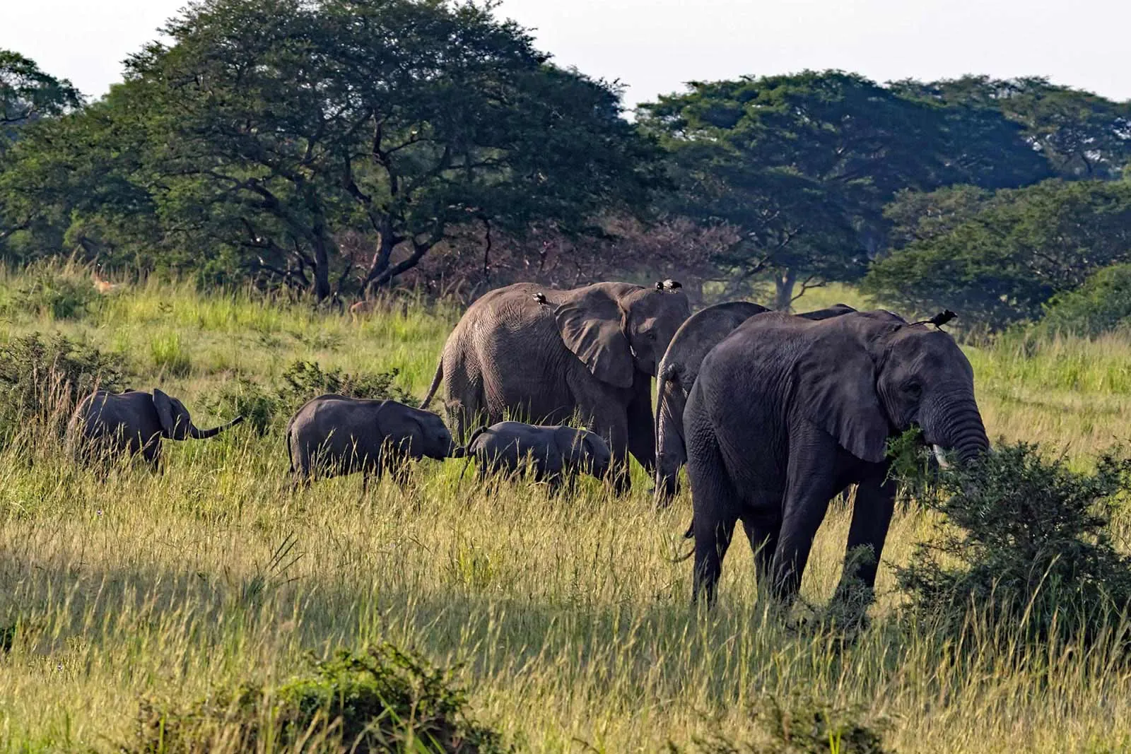 Uganda 7-Day Safari Highlights
