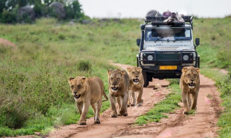 Uganda Best Safari Routes