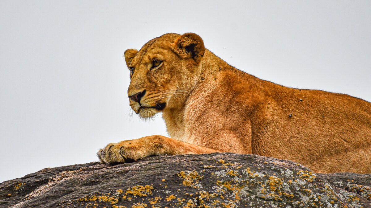 Uganda Big Five Safaris: What to Expect