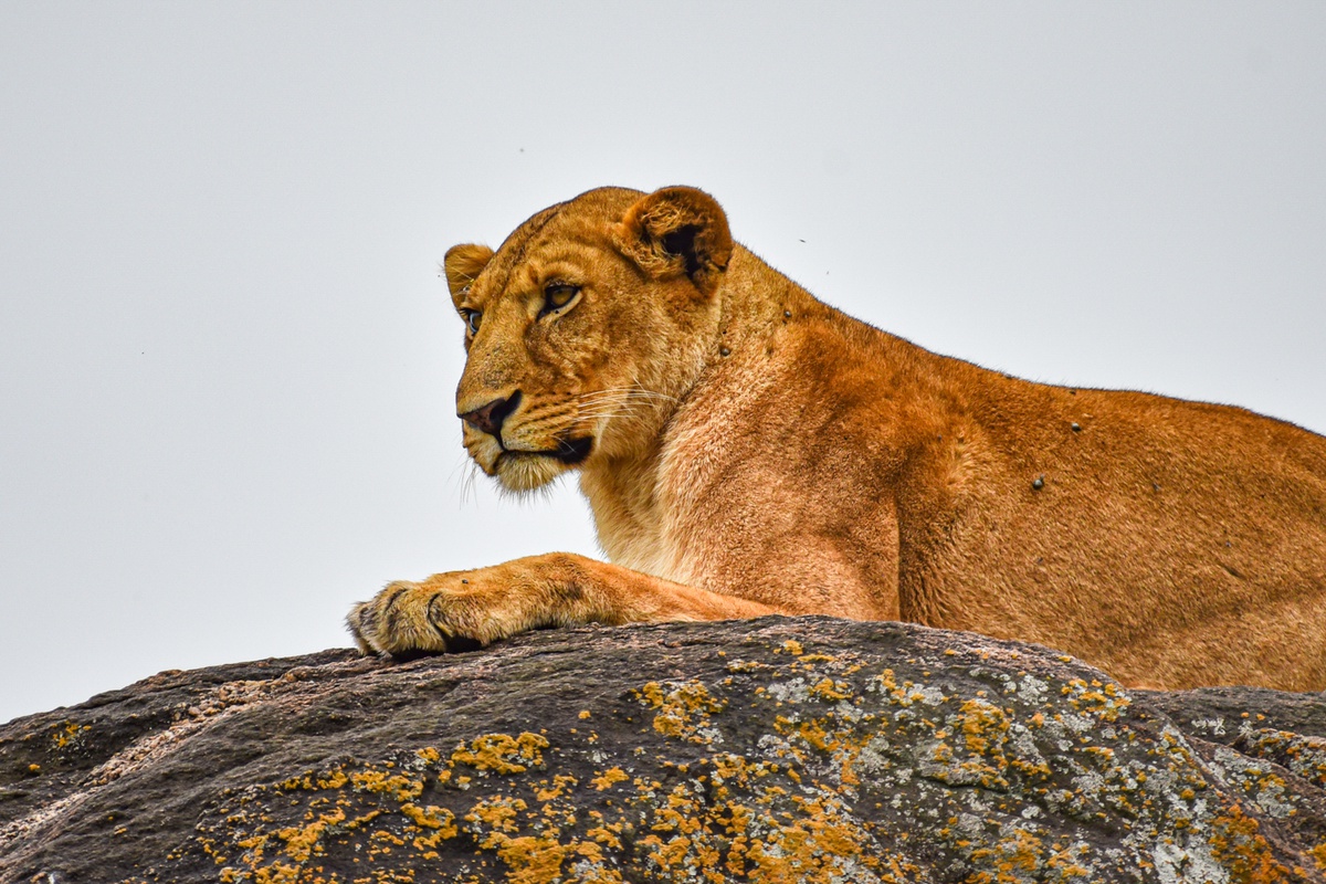 Uganda Big Five Safaris: What to Expect