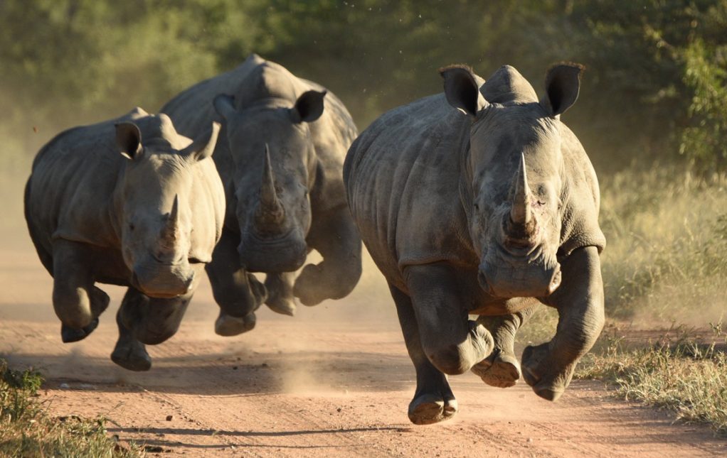 Uganda Big Five Safaris: What to Expect