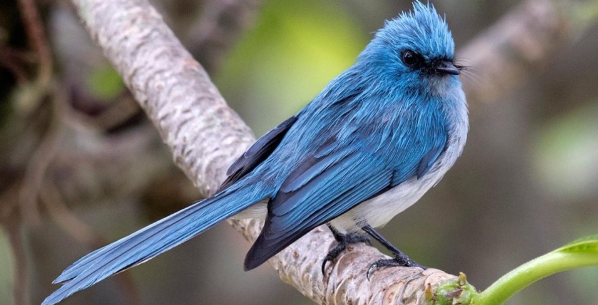 Uganda Birding Safaris for Professionals