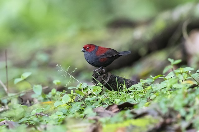 Uganda Birding Safaris for Professionals
