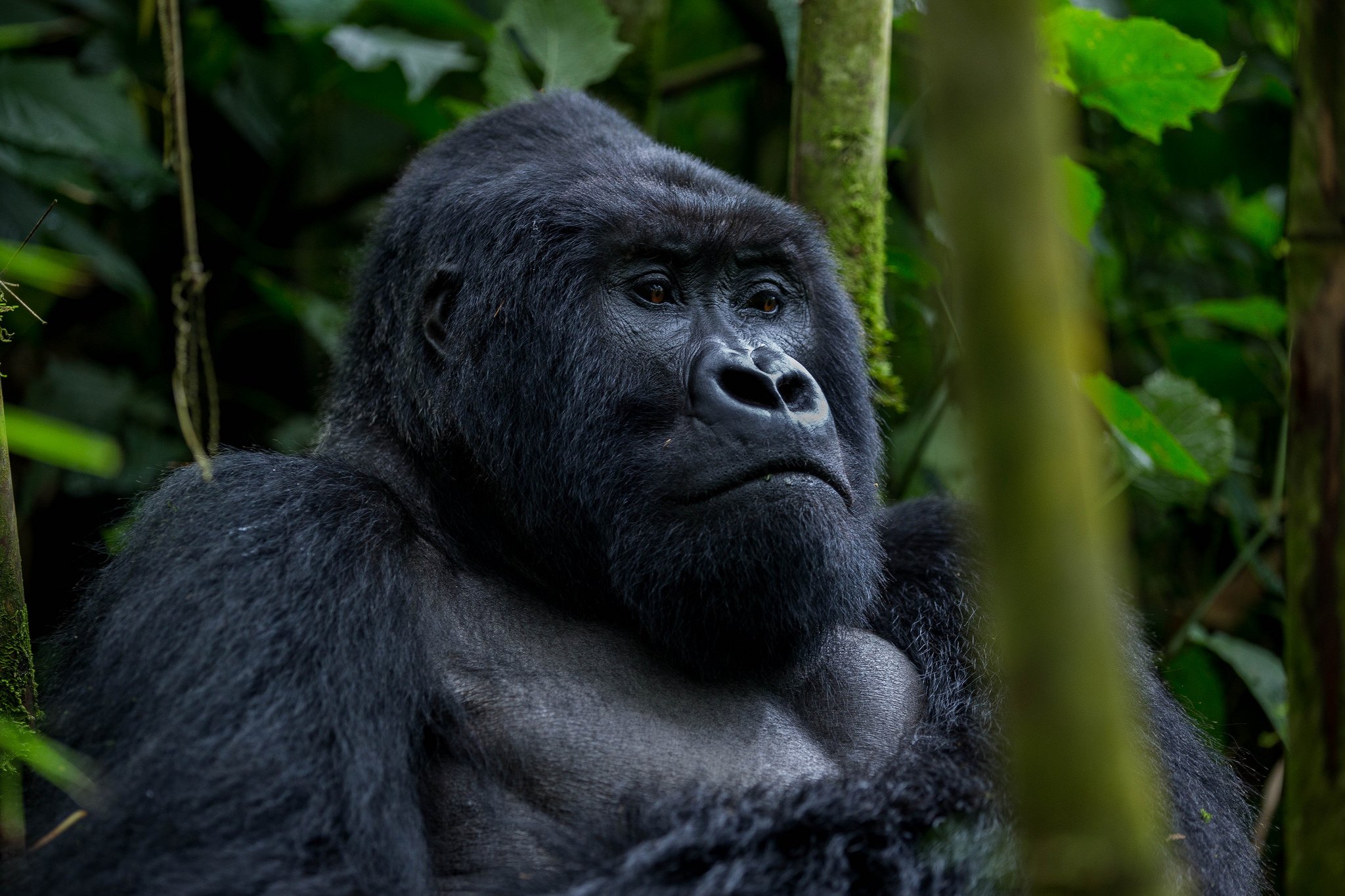Uganda Budget Gorilla Trekking Options