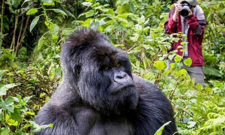 Uganda Budget Gorilla Trekking Options