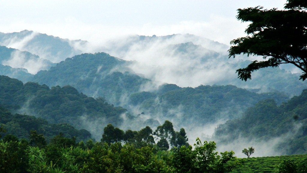 Uganda Bwindi Forest Tours