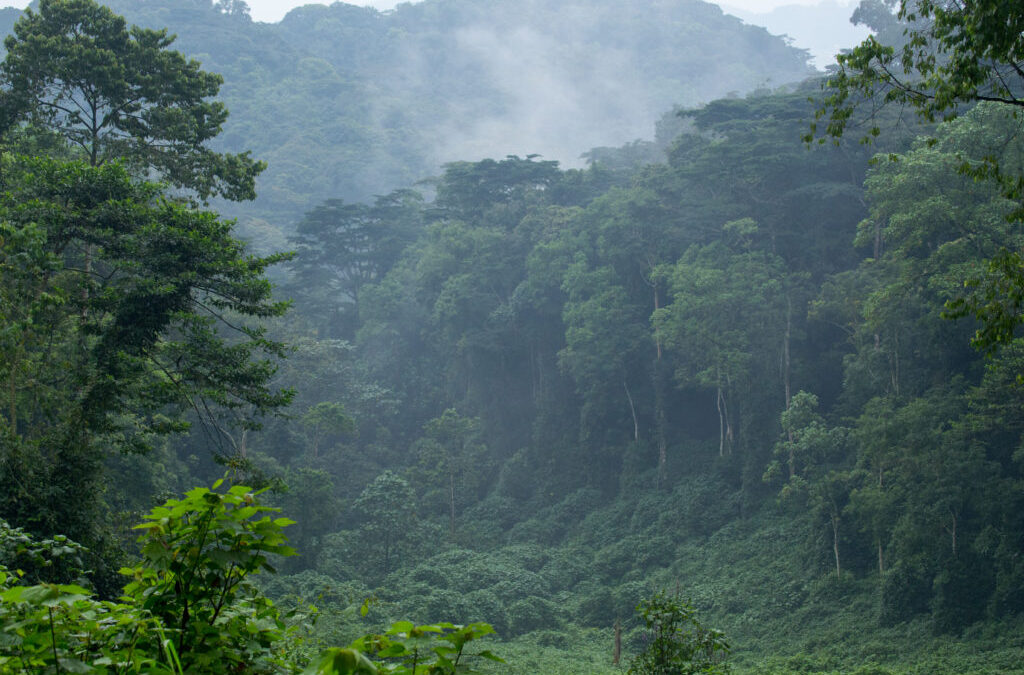 Uganda Bwindi Forest Tours