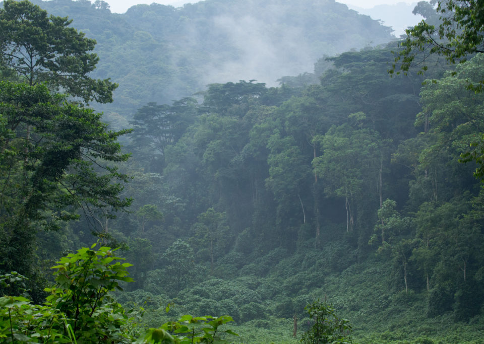 Uganda Bwindi Forest Tours