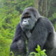 Uganda Express Gorilla Trekking Tour