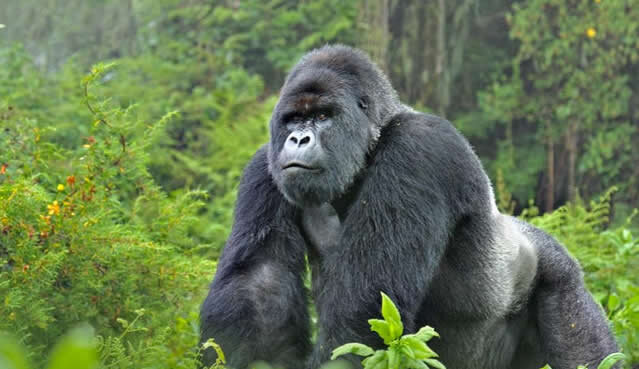 Uganda Express Gorilla Trekking Tour