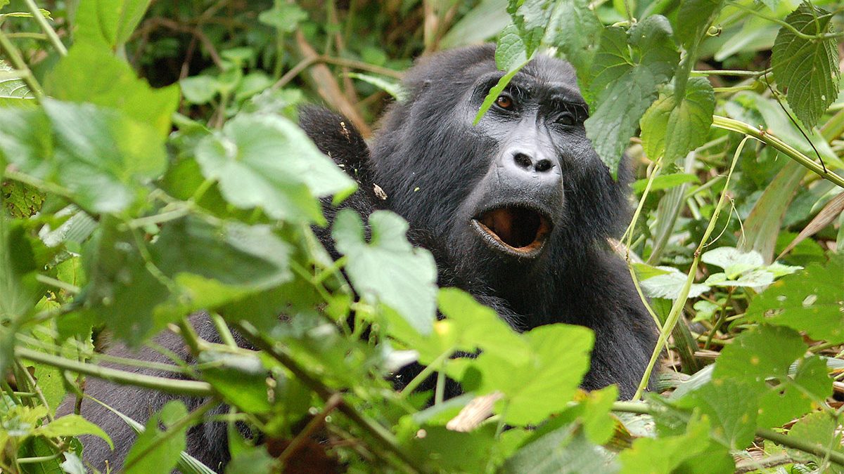 Uganda Gorilla Habituation Experience Tours
