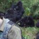 Uganda Gorilla Habituation Experience Tours