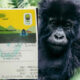 Uganda Gorilla Permits: What to Know