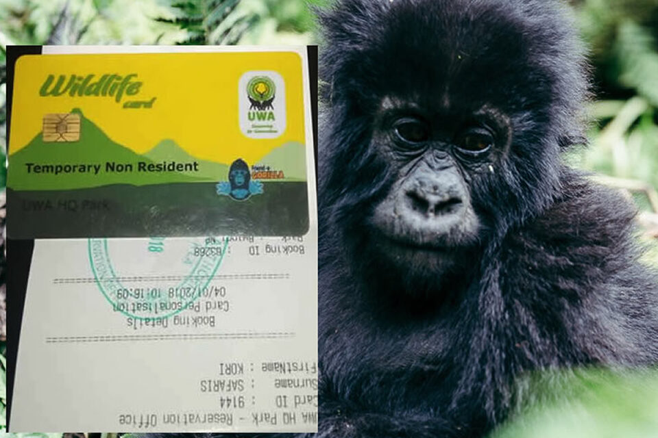 Uganda Gorilla Permits: What to Know