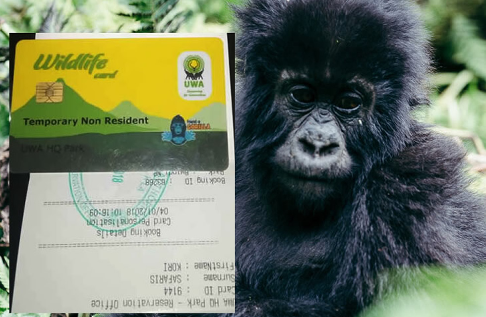 Uganda Gorilla Permits: What to Know