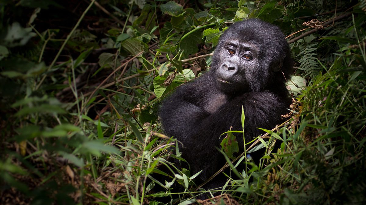 Uganda Gorilla Permits: What to Know
