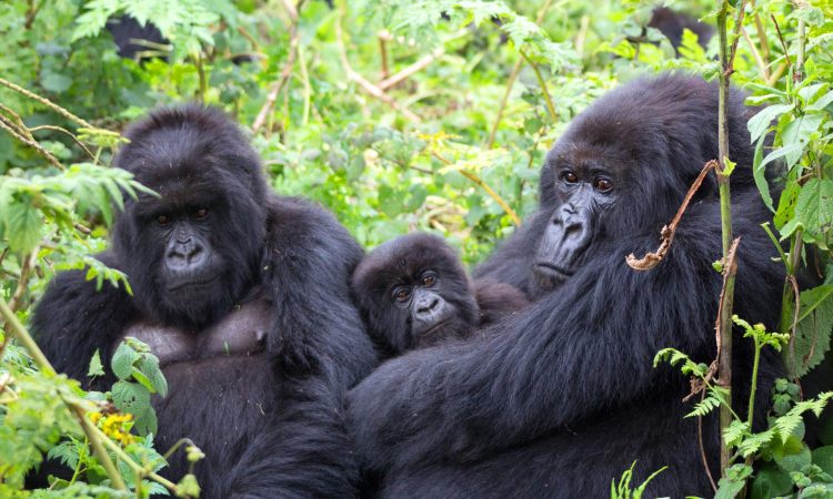 Uganda Gorilla Tours: What You Need to Know