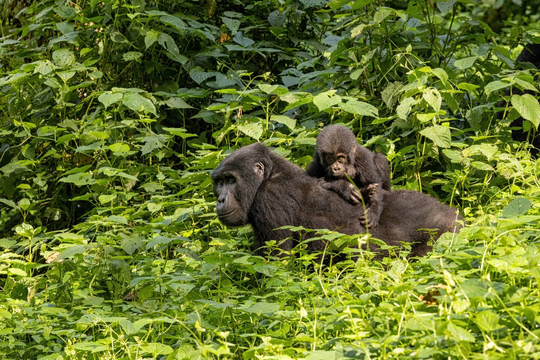 Uganda Gorilla Tours for Photographers