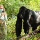 Uganda Gorilla Tours for Photographers