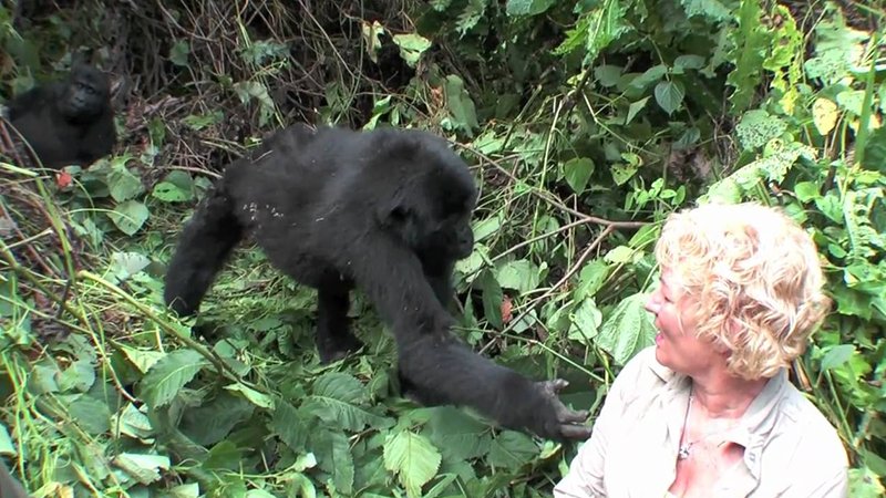 Uganda Gorilla Tours for Seniors
