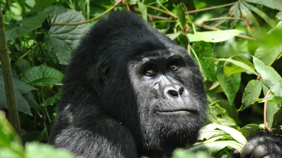 Uganda Gorilla Tours from Entebbe