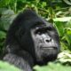 Uganda Gorilla Tours from Entebbe