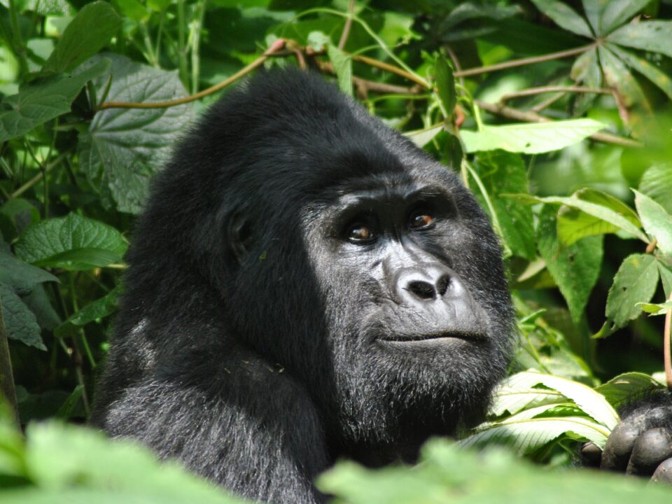 Uganda Gorilla Tours from Entebbe