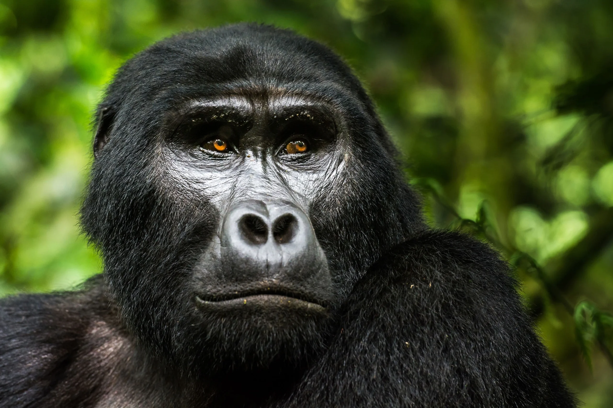 Uganda Gorilla Tours from Kampala