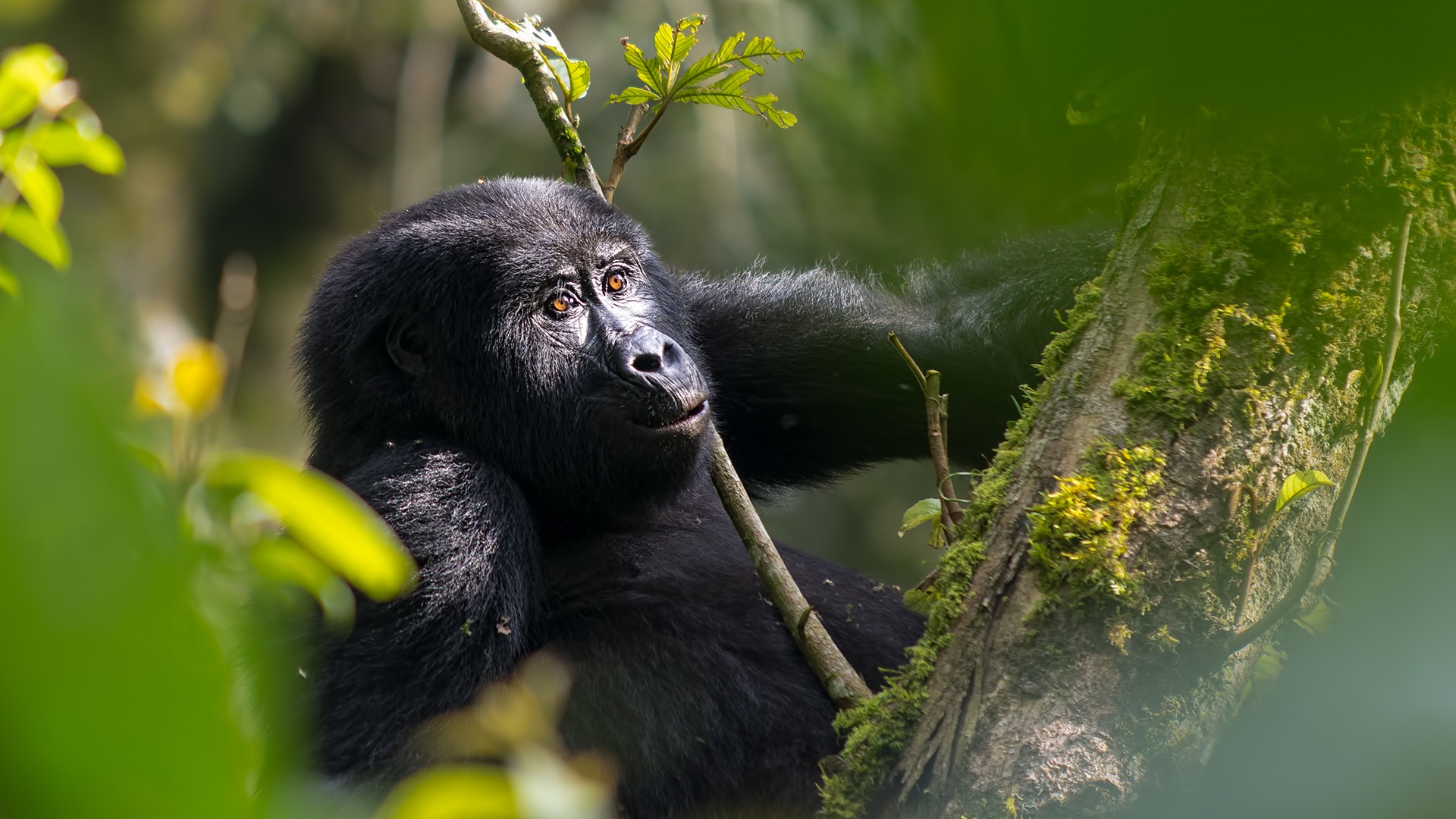 Uganda Gorilla Trekking Tips