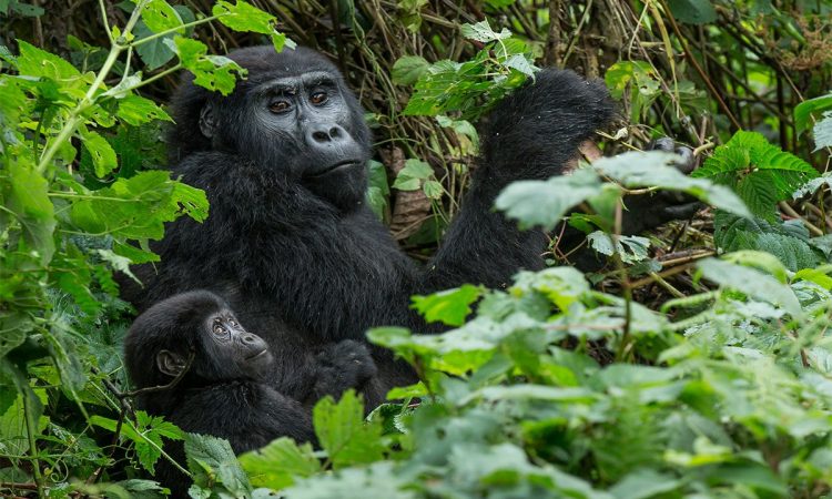 Uganda Gorilla Trekking Tips
