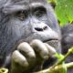 Uganda Gorilla Trekking Tours Explained