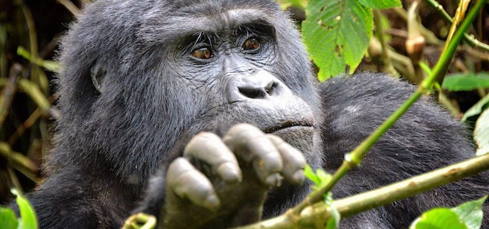 Uganda Gorilla Trekking Tours Explained